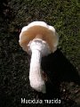 Mucidula mucida-amf490